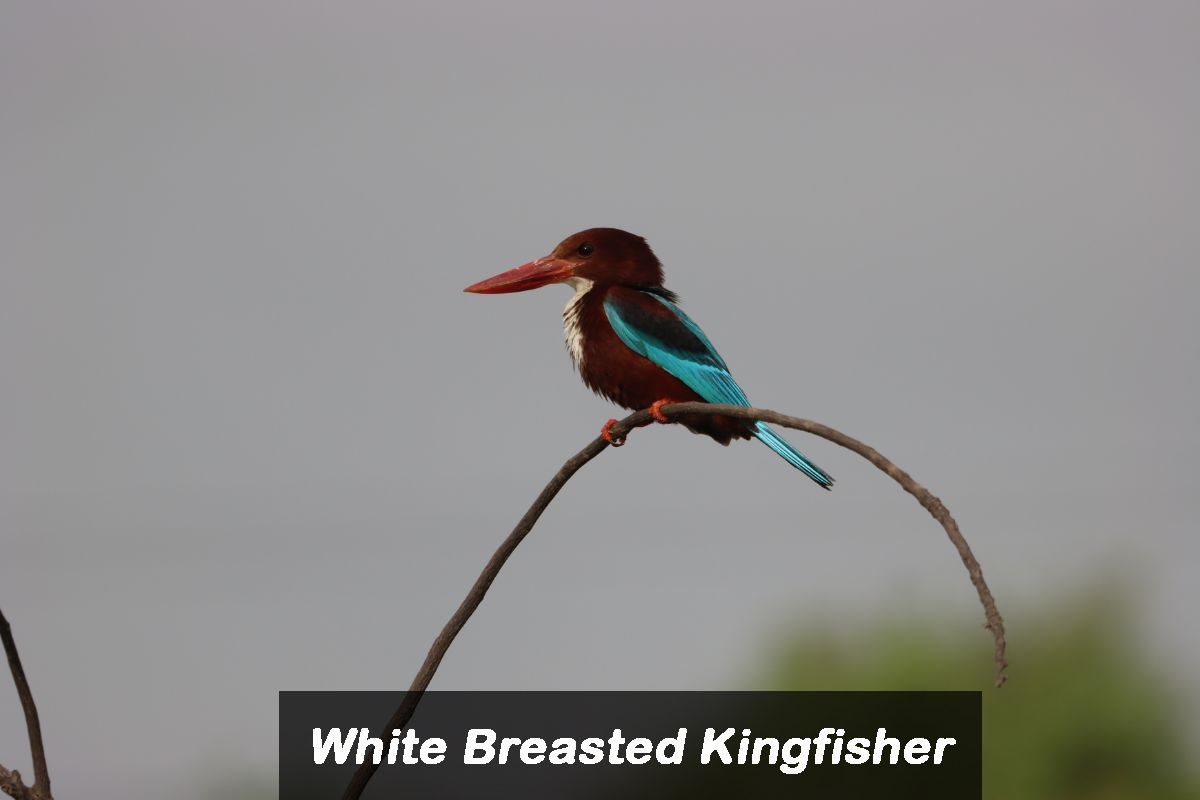 Bird 9